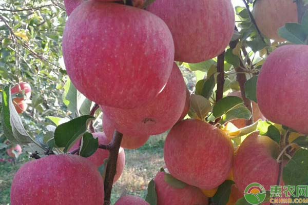 8月份早熟苹果新品种有哪些？
