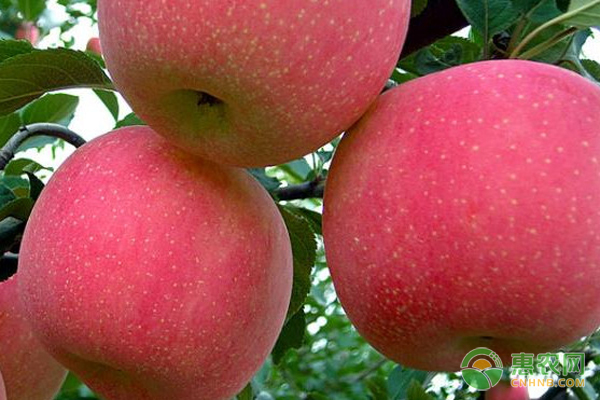 特早熟苹果有哪些品种？