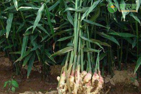 生姜的种植技术及肥料使用方法有哪些 农技学堂 惠农网