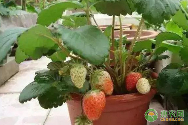 如何在自家阳台上种植草莓？