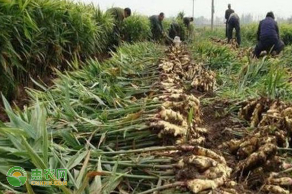 生姜的种植技术及肥料使用方法有哪些 农广天地 天水市ob欧宝