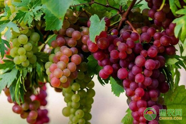 如何种植葡萄？
