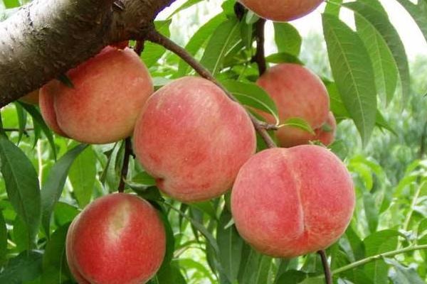 中国最好吃的桃子是什么品种？