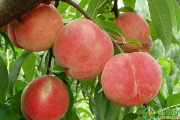 水蜜桃的产地主要在哪里？水蜜桃和毛桃有什么区别？