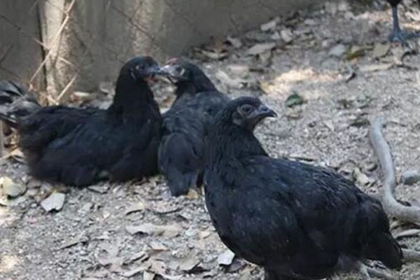 正宗黑凤鸡多少钱一斤？黑凤鸡和五黑鸡有什么区别？