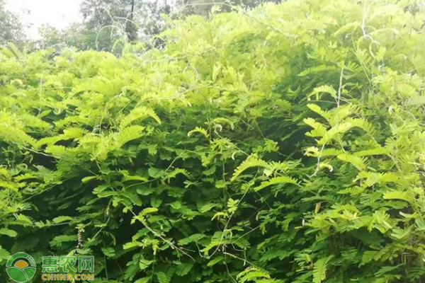 鸡骨草几月份种植？怎么种？-图片版权归惠农网所有