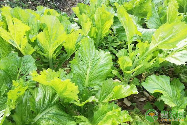 葉用芥菜的種植方法-圖片版權(quán)歸惠農(nóng)網(wǎng)所有