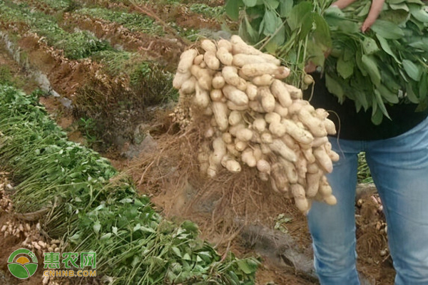 华北地区种什么花生品种高产？