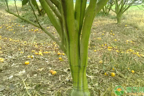 果園青苔的危害及解決方法-圖片版權(quán)歸惠農(nóng)網(wǎng)所有