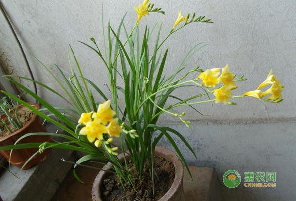 小蒼蘭的繁殖方法-圖片版權(quán)歸惠農(nóng)網(wǎng)所有