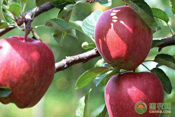 新疆适合种植的苹果品种有哪些？