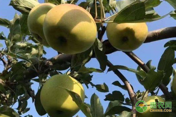 受欢迎的进口苹果有哪些品种？