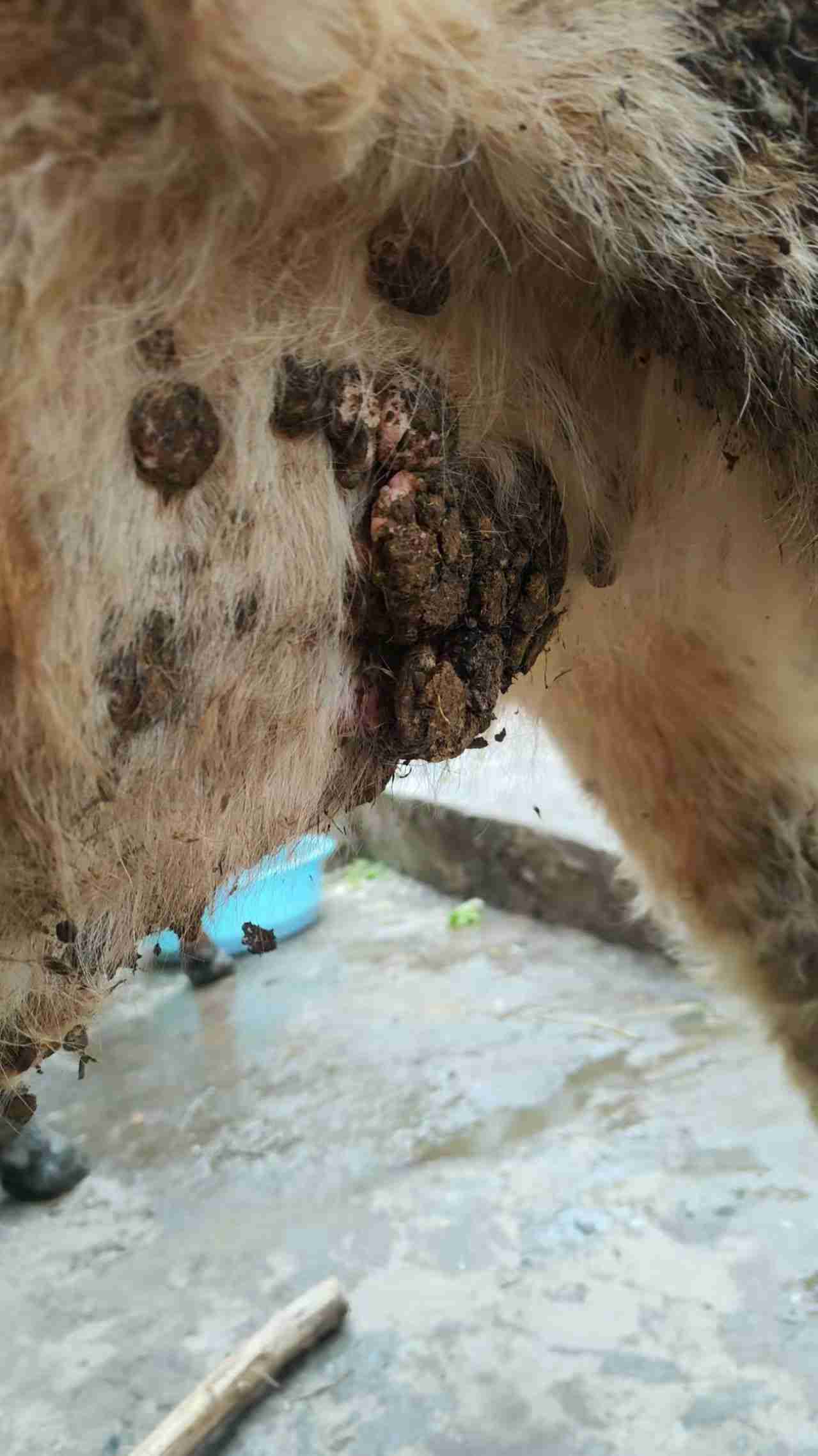 养殖牛常见的皮肤病图片