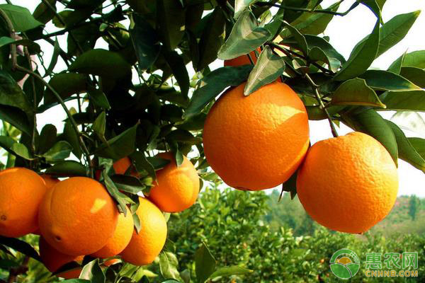 中国哪里盛产橙子？
