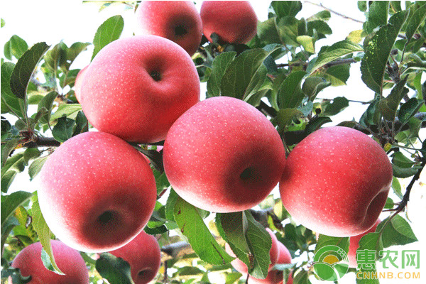 苹果树苗哪个品种最好？