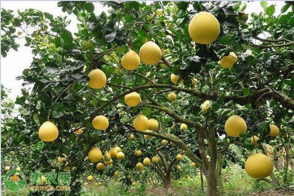 南方适合种植什么品种的柚子？
