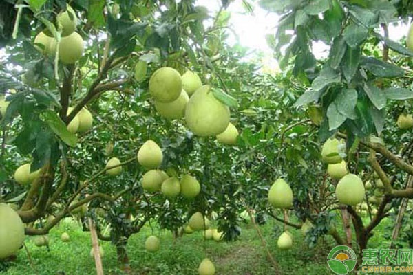 南方适合种植什么品种的柚子？