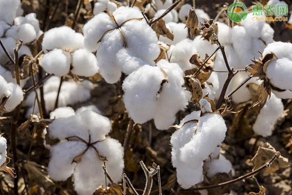 种植棉花，要如何提高棉花的出苗率？-图片版权归惠农网所有