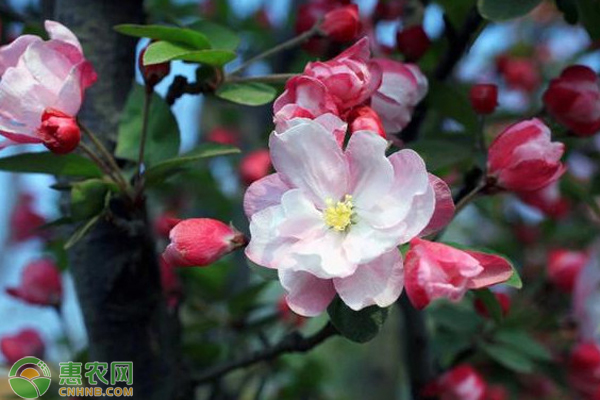 海棠花枝头枯萎是怎么回事？-图片版权归惠农网所有