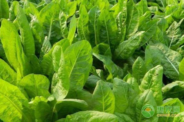 天香菊苣的種植方法和時(shí)間-圖片版權(quán)歸惠農(nóng)網(wǎng)所有