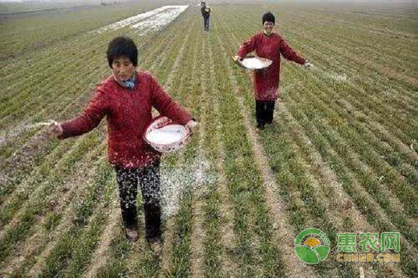 尿素怎么施效果好？-图片版权归惠农网所有