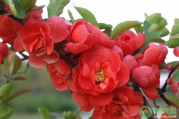 海棠花枝头枯萎是怎么回事？-图片版权归惠农网所有