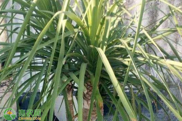 酒瓶蘭切頭后怎樣養(yǎng)護(hù)？-圖片版權(quán)歸惠農(nóng)網(wǎng)所有