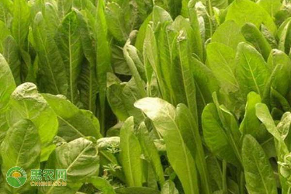 天香菊苣的種植方法和時(shí)間-圖片版權(quán)歸惠農(nóng)網(wǎng)所有