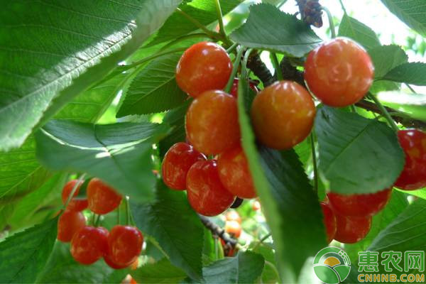 櫻桃凍害、晚霜及防治措施-圖片版權(quán)歸惠農(nóng)網(wǎng)所有