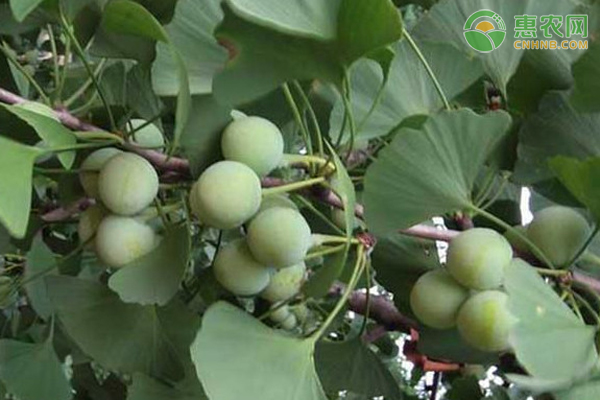 白果樹要如何種植管理才會(huì)結(jié)果？-圖片版權(quán)歸惠農(nóng)網(wǎng)所有