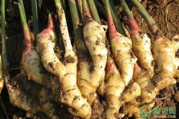 生姜病害如何防治？-圖片版權(quán)歸惠農(nóng)網(wǎng)所有