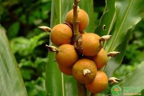 白豆蔻如何種植管理？-圖片版權(quán)歸惠農(nóng)網(wǎng)所有