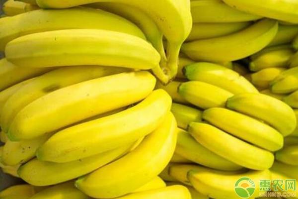 中国哪里产香蕉？
