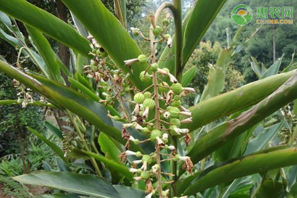 白豆蔻如何種植管理？-圖片版權(quán)歸惠農(nóng)網(wǎng)所有