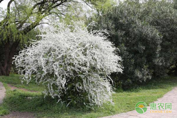 珍珠花的養(yǎng)殖方法及養(yǎng)護要點-圖片版權(quán)歸惠農(nóng)網(wǎng)所有