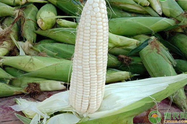 甜玉米种子多少钱一袋？哪个品种好？