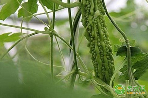 苦瓜幾月份開始播種？種植環(huán)境有什么要求？-圖片版權歸惠農網(wǎng)所有