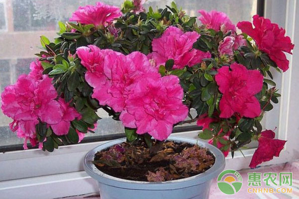 杜鵑花盆景怎么修剪？-圖片版權(quán)歸惠農(nóng)網(wǎng)所有