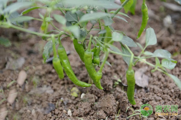 种植一亩辣椒要多少成本？