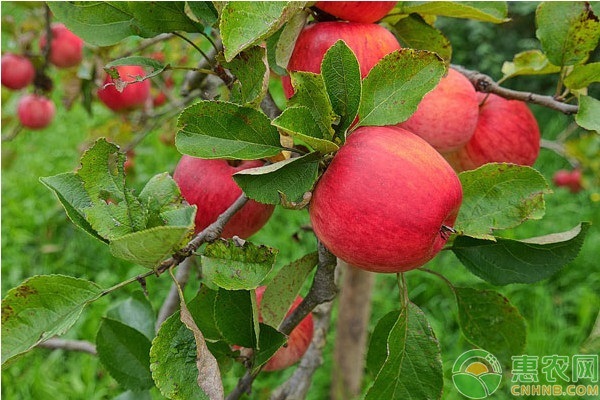 适合北方种植的苹果树苗