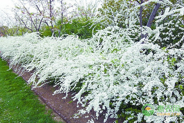珍珠花的養(yǎng)殖方法及養(yǎng)護要點-圖片版權(quán)歸惠農(nóng)網(wǎng)所有