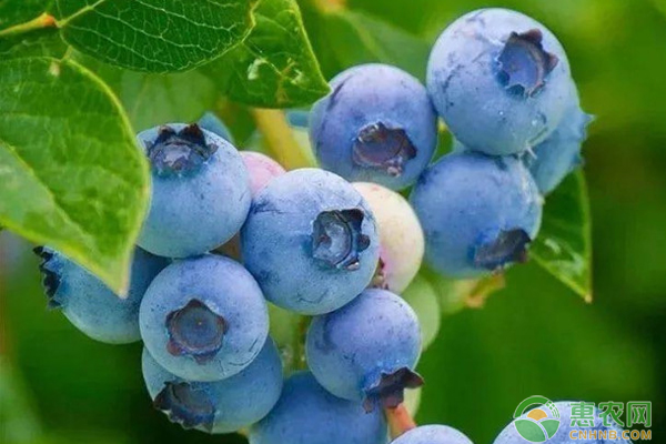 蓝莓的产地在哪里？适合我国哪些地区种植？