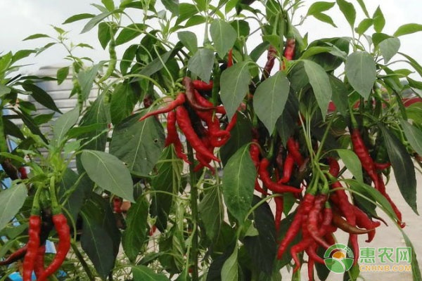 种植一亩辣椒要多少成本？