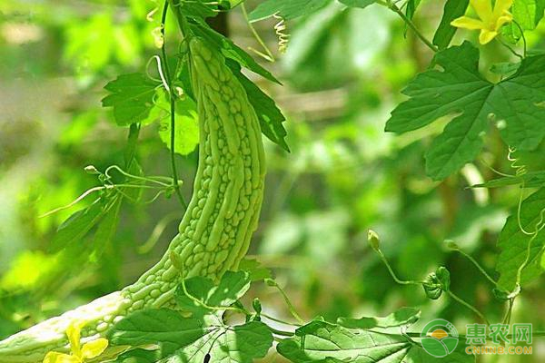 苦瓜幾月份開始播種？種植環(huán)境有什么要求？-圖片版權歸惠農網(wǎng)所有