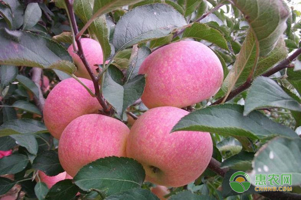 适合南方种植的苹果树苗品种有哪些？