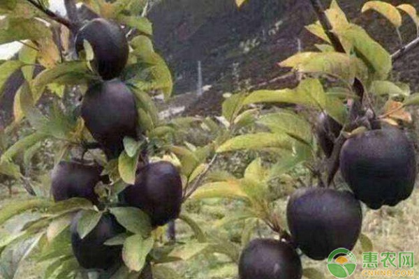春季果園管理常見誤區(qū)-圖片版權(quán)歸惠農(nóng)網(wǎng)所有