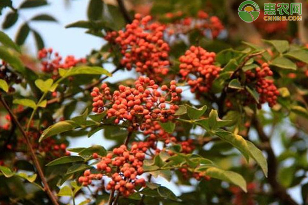 花椒樹對生長環(huán)境的要求是什么？-圖片版權(quán)歸惠農(nóng)網(wǎng)所有