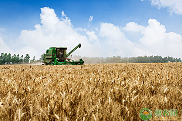 种植一亩小麦的成本和利润