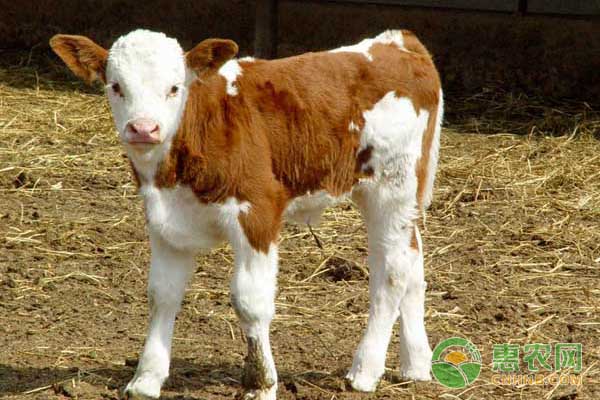 世界上最小的牛是什么？