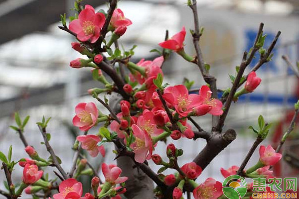 盆栽梅花怎么養(yǎng)護(hù)？注意這四點(diǎn)！-圖片版權(quán)歸惠農(nóng)網(wǎng)所有